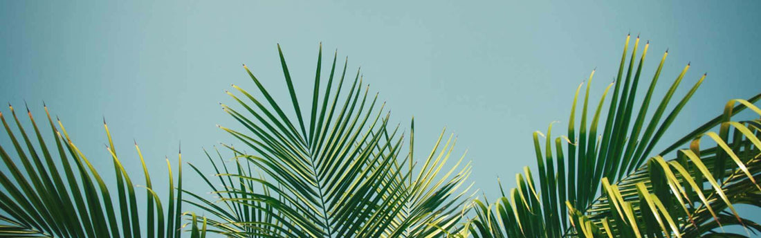 Palm fronds spread across a clear blue sky.