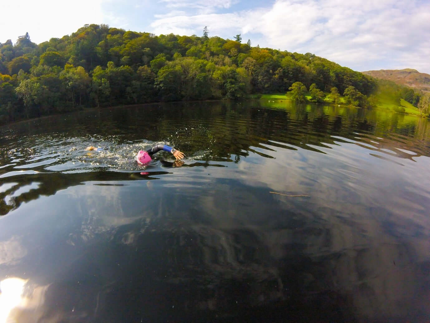 Open water swimmer in a pink cap and black wetsuit swims in a calm lake with tree lined shore.