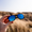 Hand holding a pair of Waterhaul sunglasses with matte black frames and reflective blue polarized lenses, set against a blurred grassy dune landscape under a clear sky. Sustainable eyewear designed for coastal adventure.